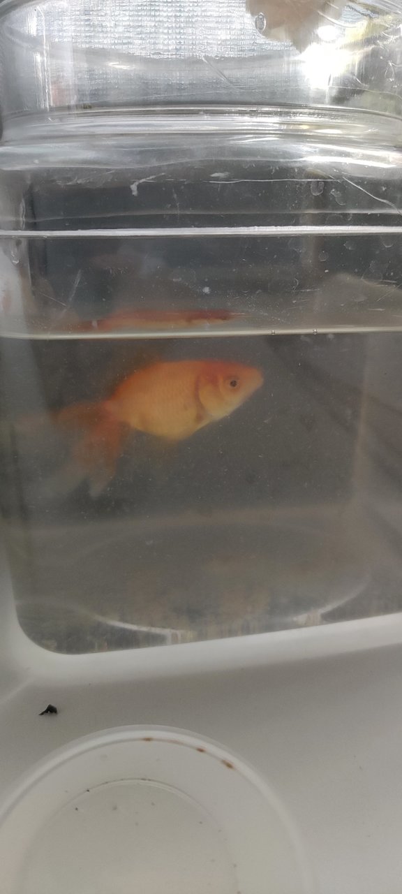 Goldfish - Goldfish Fish