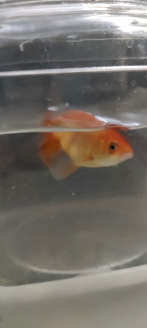 Goldfish - Goldfish Fish