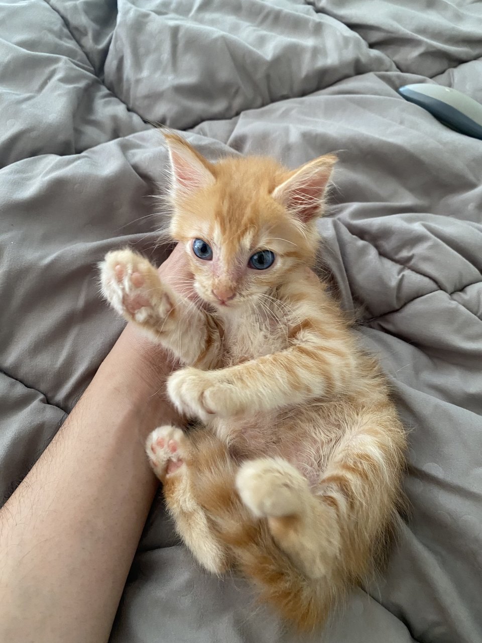 Oyen - Domestic Long Hair Cat