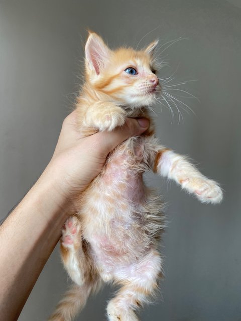 Oyen - Domestic Long Hair Cat