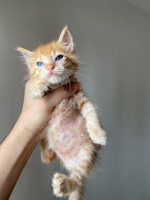 Oyen - Domestic Long Hair Cat