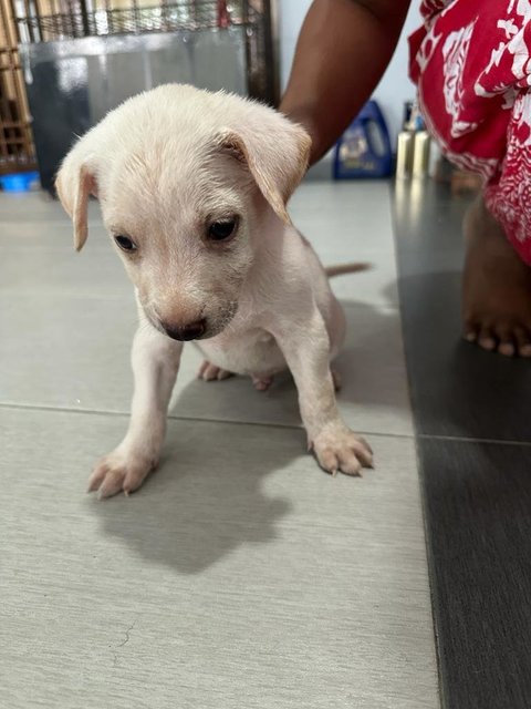 Tomy And Kutty  - Mixed Breed Dog