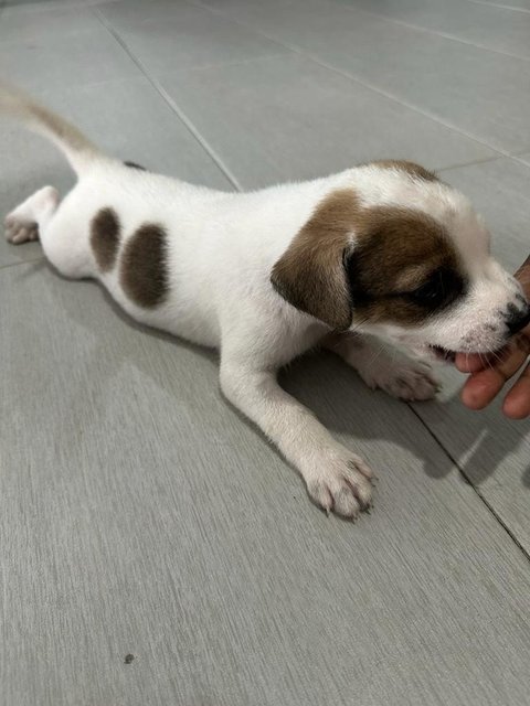 Tomy And Kutty  - Mixed Breed Dog