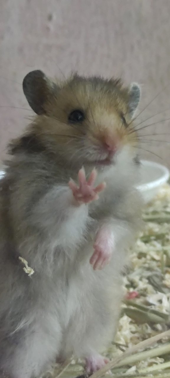 Michy - Syrian / Golden Hamster Hamster