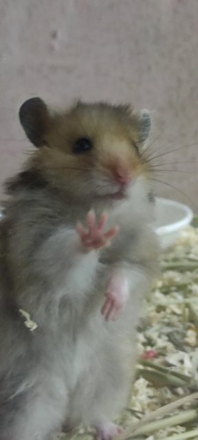 Michy - Syrian / Golden Hamster Hamster