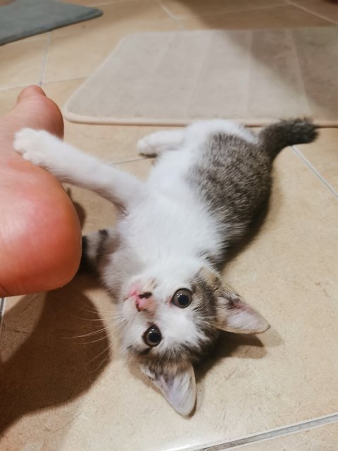 Playing with a human foot