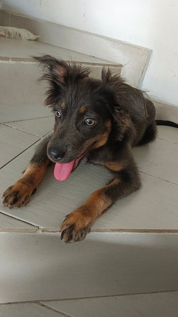 Kikili - Mixed Breed Dog