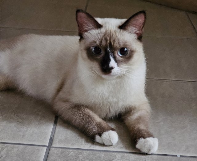 PF131037 - Siamese Cat