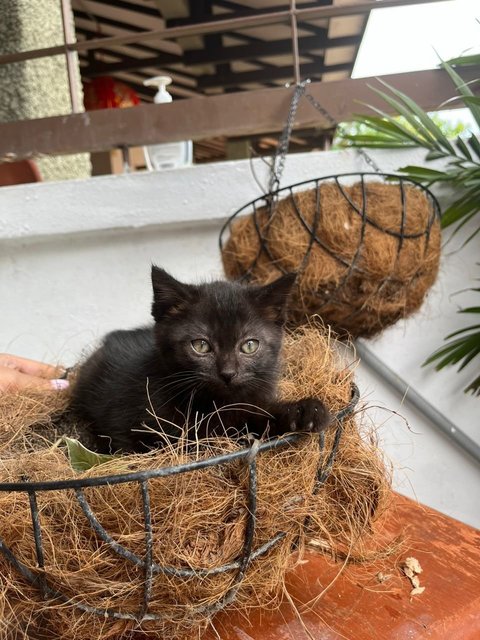 Juno, Loki, Pixiee - Domestic Medium Hair + Domestic Short Hair Cat