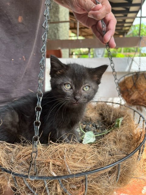 Juno, Loki, Pixiee - Domestic Medium Hair + Domestic Short Hair Cat