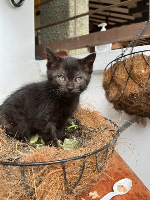 Juno, Loki, Pixiee - Domestic Medium Hair + Domestic Short Hair Cat