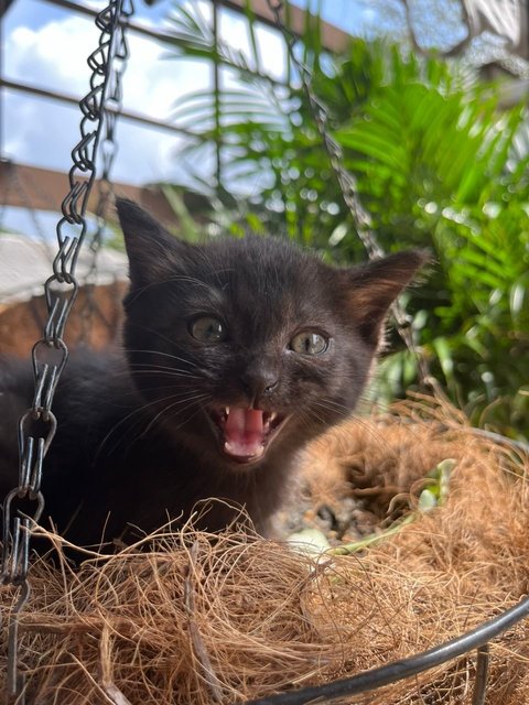 Juno, Loki, Pixiee - Domestic Medium Hair + Domestic Short Hair Cat