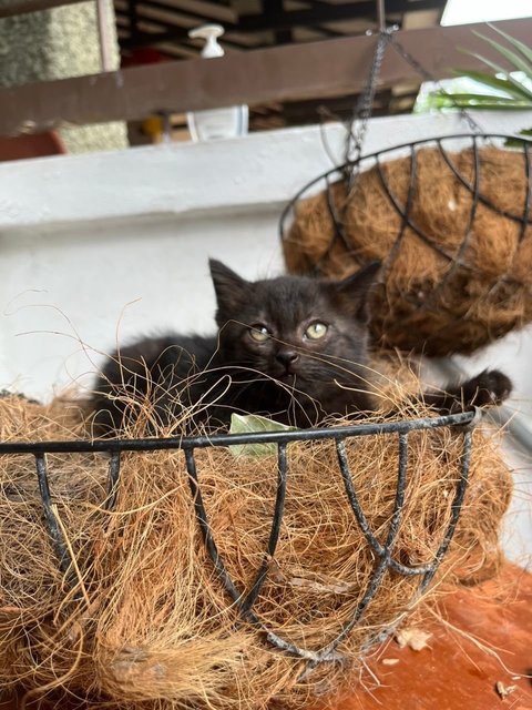 Juno, Loki, Pixiee - Domestic Medium Hair + Domestic Short Hair Cat