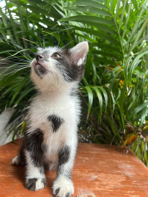 Juno, Loki, Pixiee - Domestic Medium Hair + Domestic Short Hair Cat