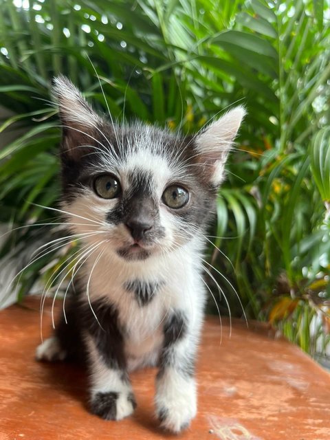 Juno, Loki, Pixiee - Domestic Medium Hair + Domestic Short Hair Cat