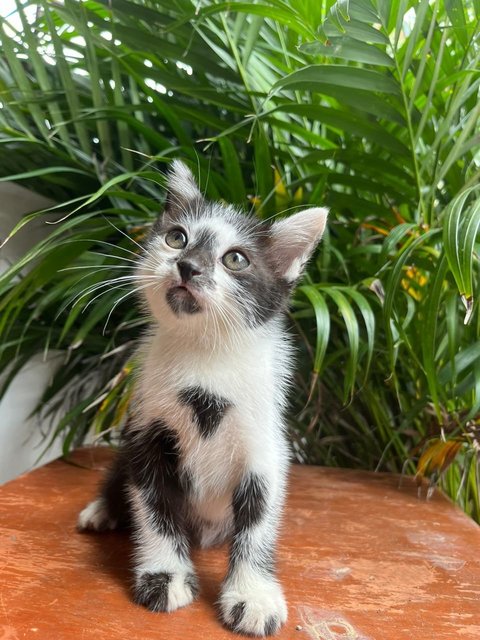 Juno, Loki, Pixiee - Domestic Medium Hair + Domestic Short Hair Cat