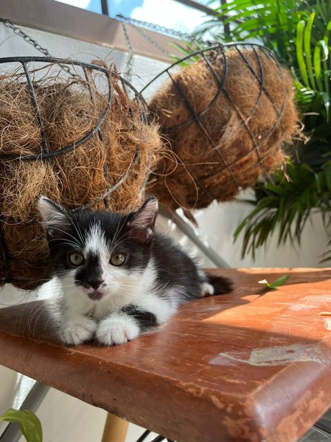 Juno, Loki, Pixiee - Domestic Medium Hair + Domestic Short Hair Cat