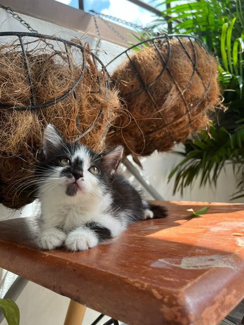 Juno, Loki, Pixiee - Domestic Medium Hair + Domestic Short Hair Cat