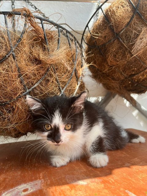 Juno, Loki, Pixiee - Domestic Medium Hair + Domestic Short Hair Cat