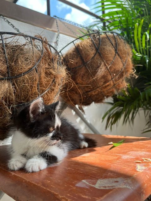 Juno, Loki, Pixiee - Domestic Medium Hair + Domestic Short Hair Cat