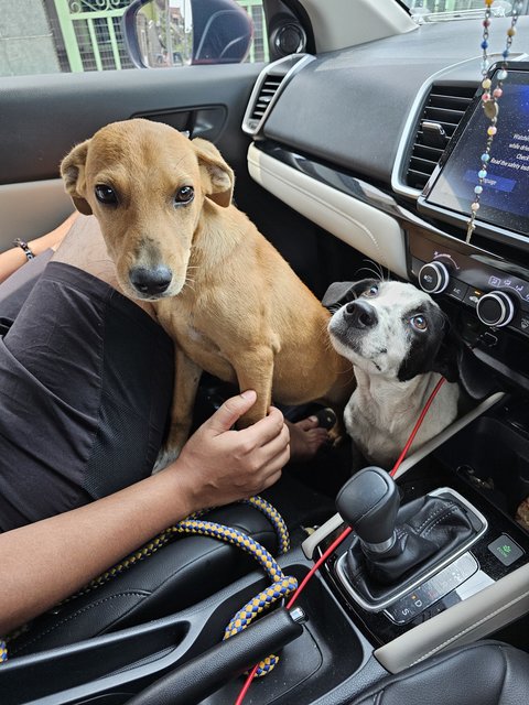 Dali &amp; Brownie - Mixed Breed Dog