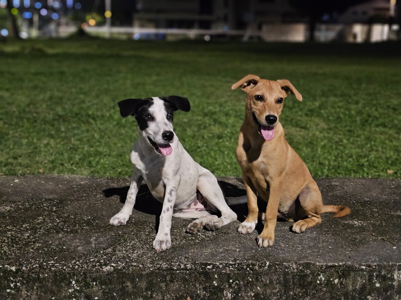 Dali &amp; Brownie - Mixed Breed Dog