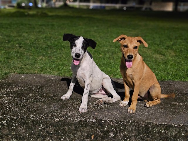 Dali &amp; Brownie - Mixed Breed Dog