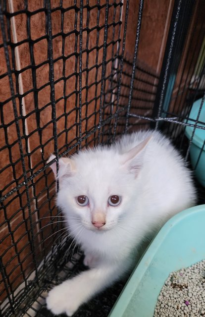 Momo (White) And Panda - Domestic Short Hair Cat