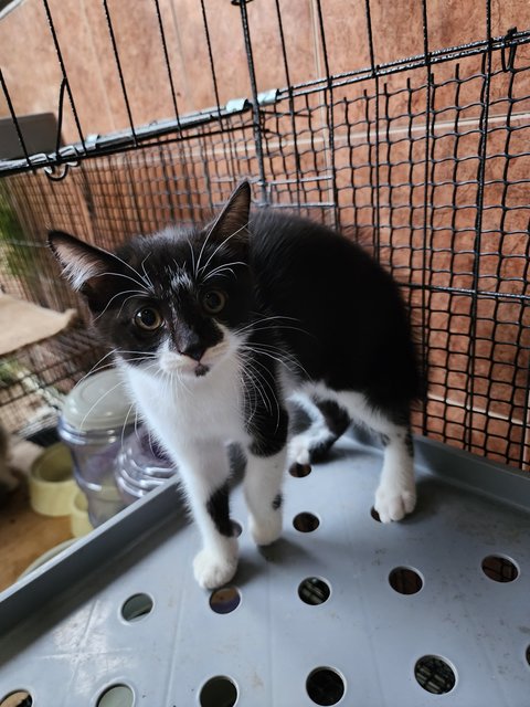 Momo (White) And Panda - Domestic Short Hair Cat