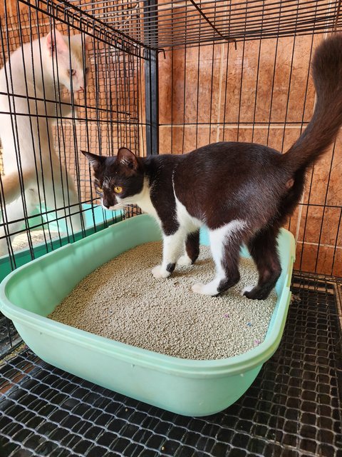 Momo (White) And Panda - Domestic Short Hair Cat