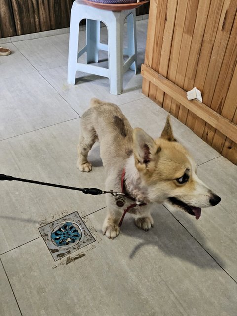 Taco - Corgi Dog