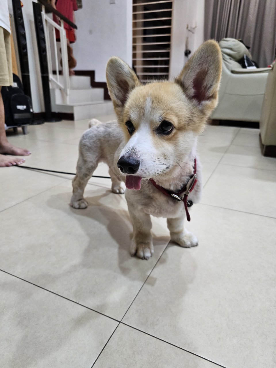 Taco - Corgi Dog