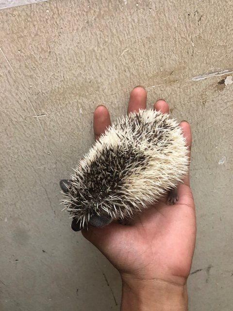 Caca - Hedgehog Small & Furry