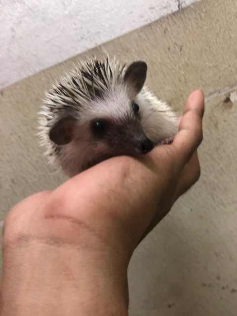 Caca - Hedgehog Small & Furry