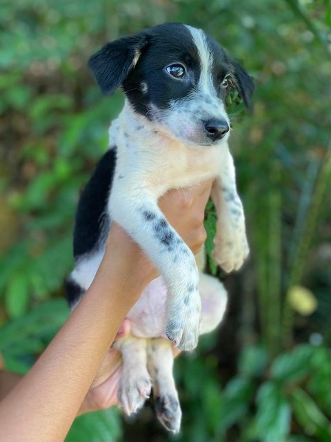 Jason - Mixed Breed Dog