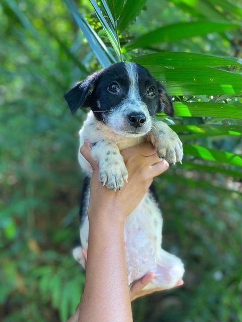 Jason - Mixed Breed Dog