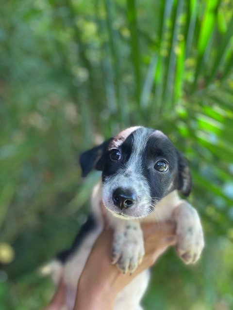 Jason - Mixed Breed Dog