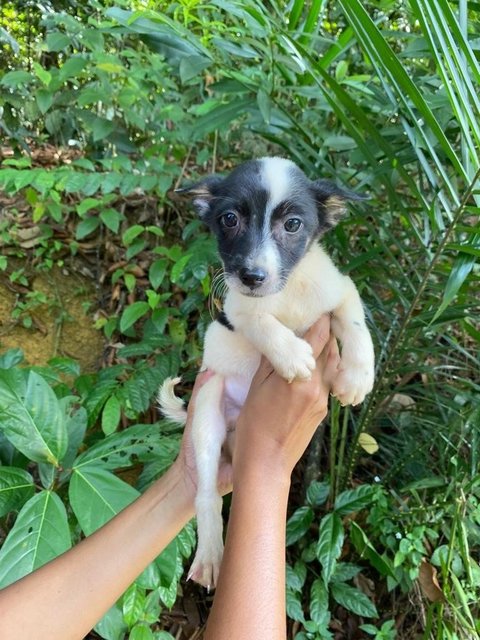 Gus - Mixed Breed Dog