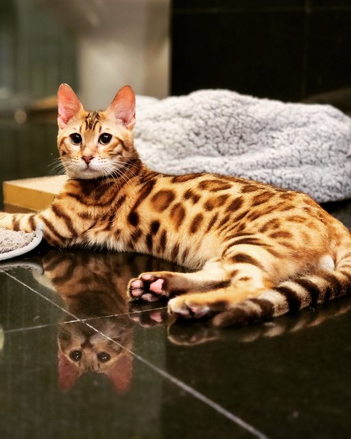 Logan - Bengal Cat