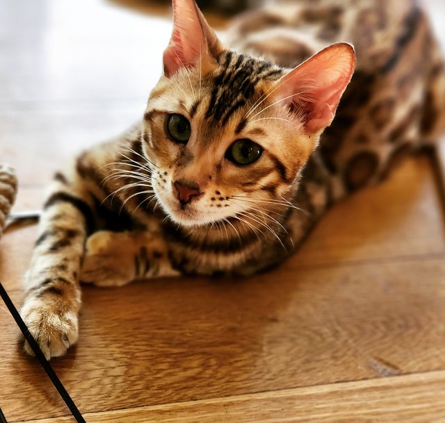 Logan - Bengal Cat