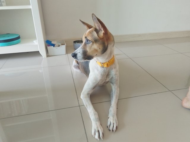 Milo - Mixed Breed Dog