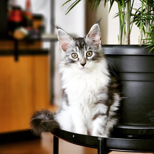 Hugo  - Maine Coon Cat