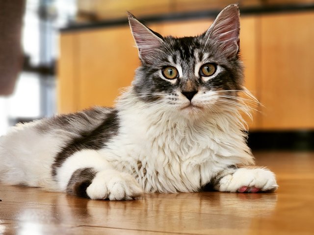 Hugo  - Maine Coon Cat