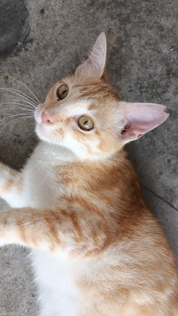 Oyen - Domestic Short Hair Cat