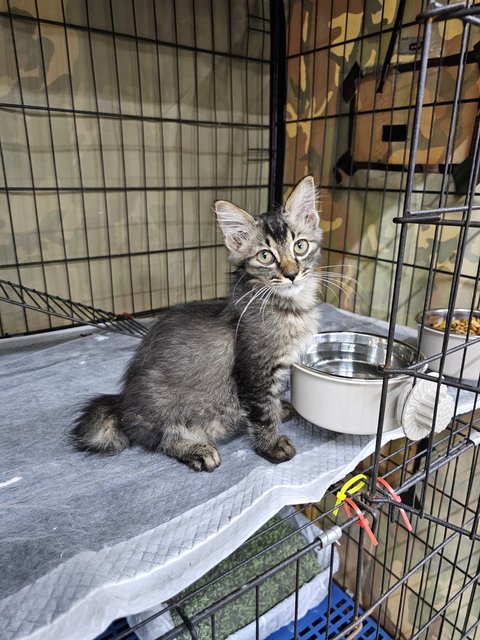 Apollo (Fka Artemis) - Domestic Medium Hair Cat