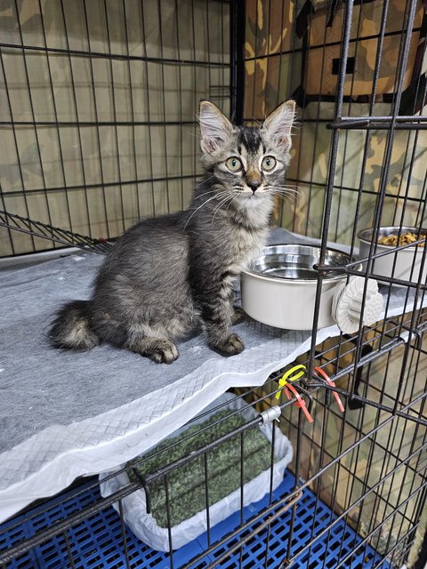 Apollo (Fka Artemis) - Domestic Medium Hair Cat