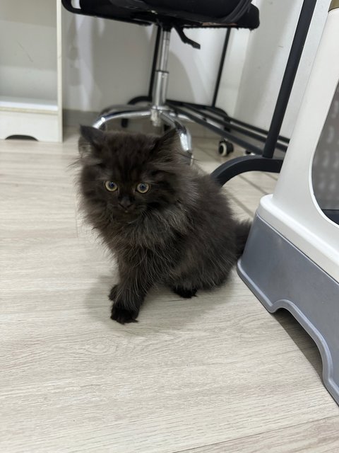 Niello - Persian Cat