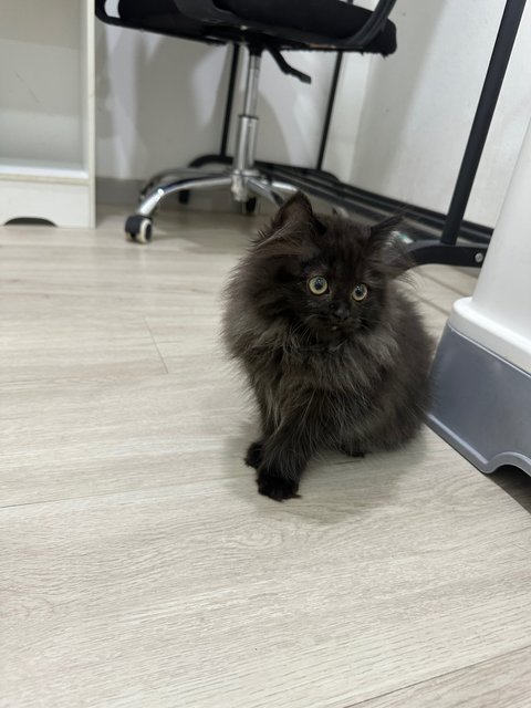 Niello - Persian Cat