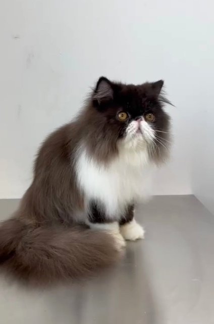 Niello - Persian Cat