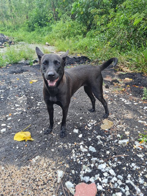 Curry - Mixed Breed Dog